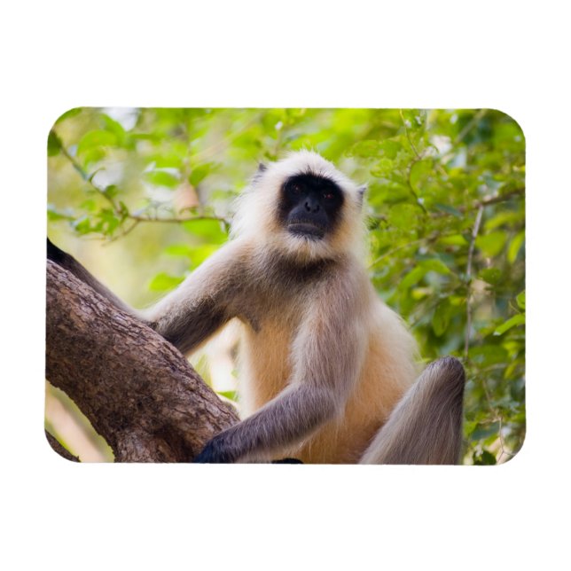 Apa i djungeln i Ranthambore nationalpark Magnet (Horisontell)