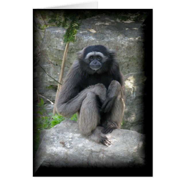 Apa OBS Kort (Framsidan)