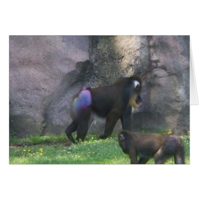 Apaända Hälsningskort (Framsidan Horizontal)