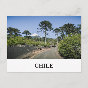 Apabrädsträd nära vulkan i Chile Vykort