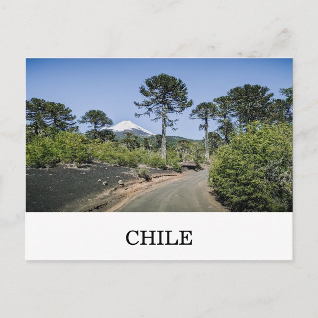 Apabrädsträd nära vulkan i Chile Vykort (Framsida)
