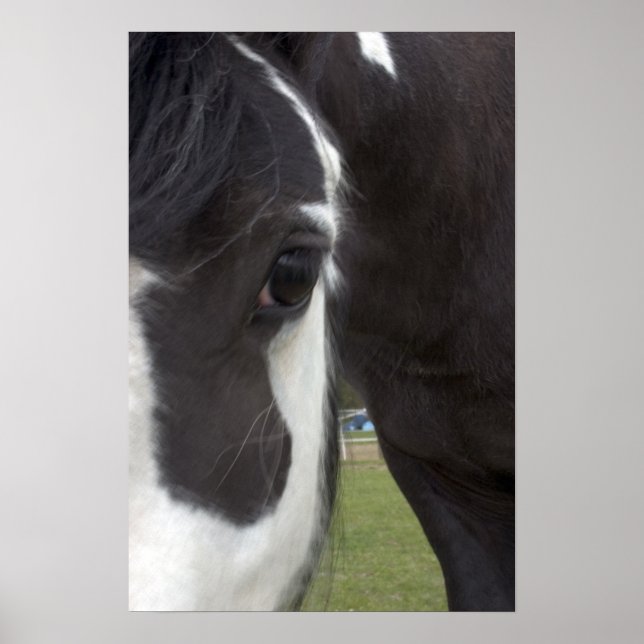 Apache Gypsy Vanner Cob Poster (Framsidan)