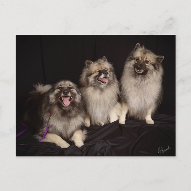 Apache Tells ett joke Postcard Vykort (Framsida)