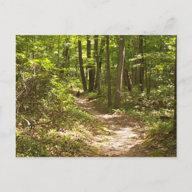 apalachiska trail pennsylvania-kalkoner vykort (Framsida)