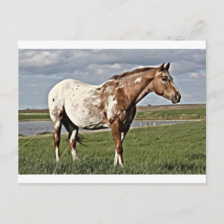 Apaloosa häst vykort