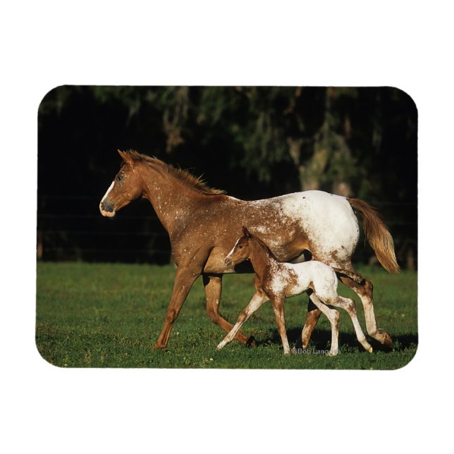Apaloosa mare och föl magnet (Horisontell)