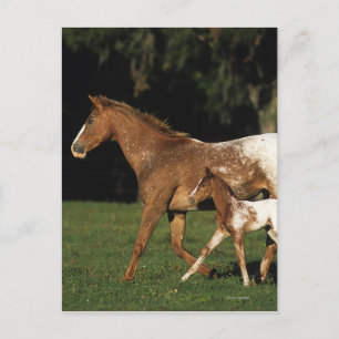 Apaloosa mare och föl vykort