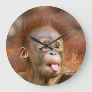 Apan tar tid på stor klocka