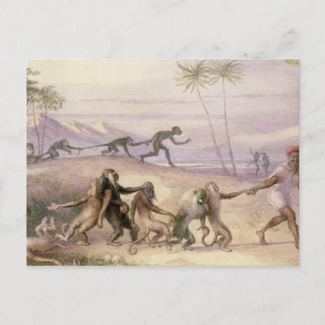 Apans metoder och Anpassningsbar Vykort (Framsida)