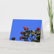 Apapane Small Red Bird