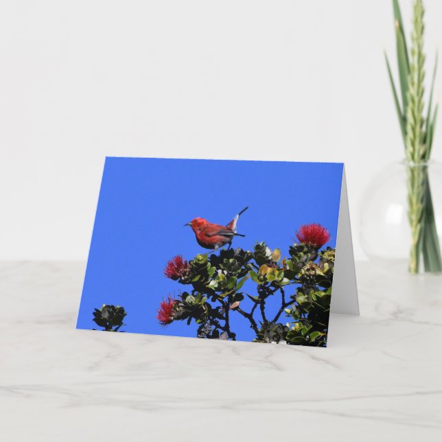 Apapane Small Red Bird Kort (Framsida)