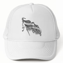 Apatisk amerikan