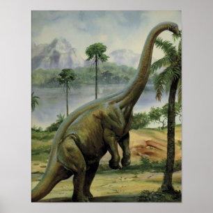 Apatosaurus (Brontosaurus) Eating Illustration Poster