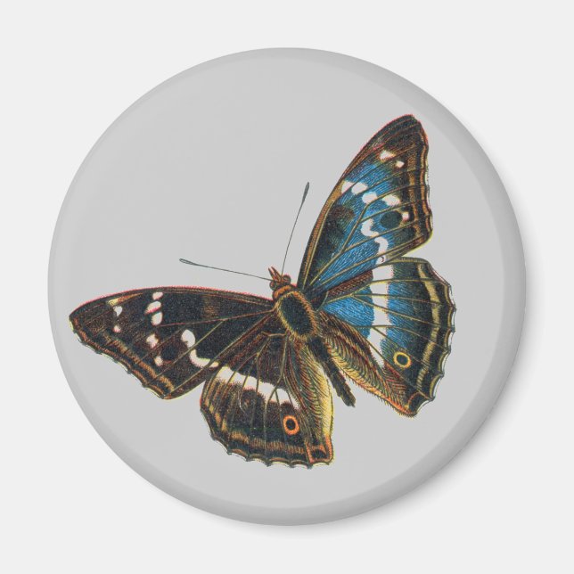 Apatura iris magnet (Framsidan)