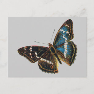 Apatura iris vykort
