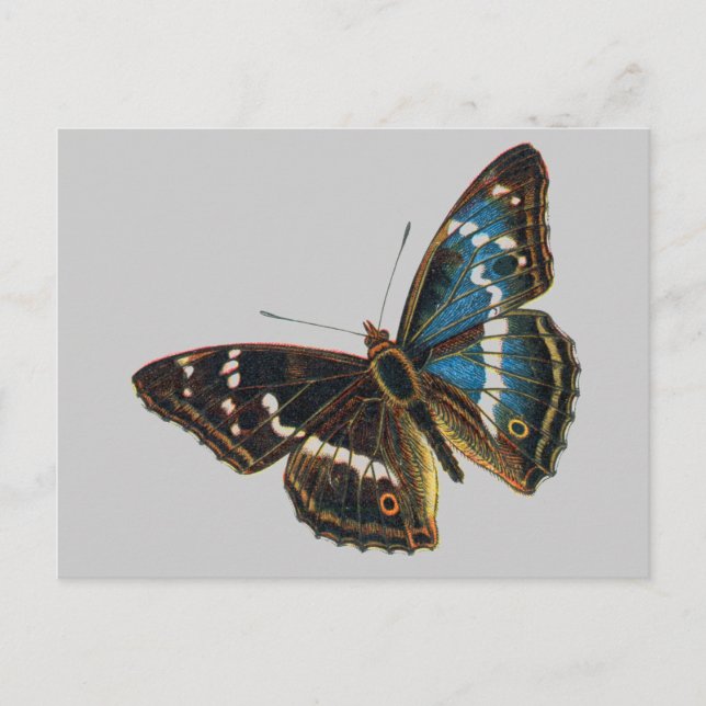 Apatura iris vykort (Framsida)