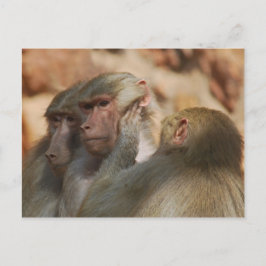 Ape bryr sig om varandra vykort