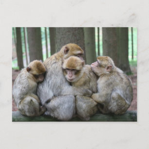 Ape Group Hug Vykort