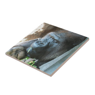 Ape huva ~ Japansk Gorilla Eating Kakelplatta