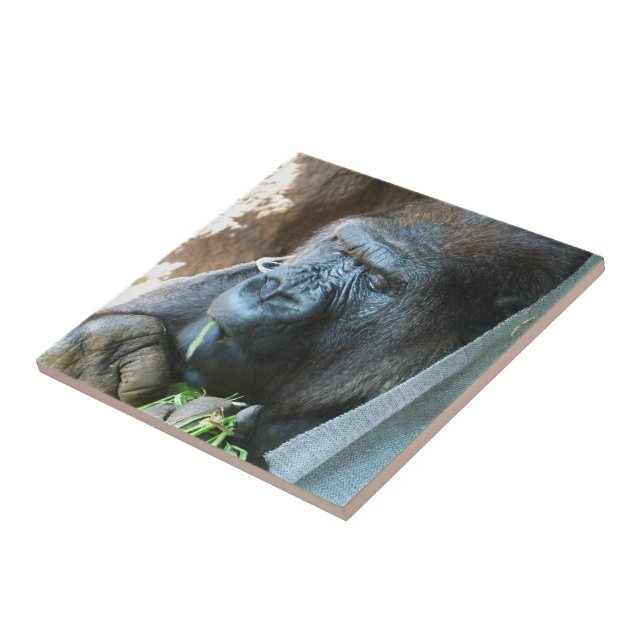 Ape huva ~ Japansk Gorilla Eating Kakelplatta (Sidan)