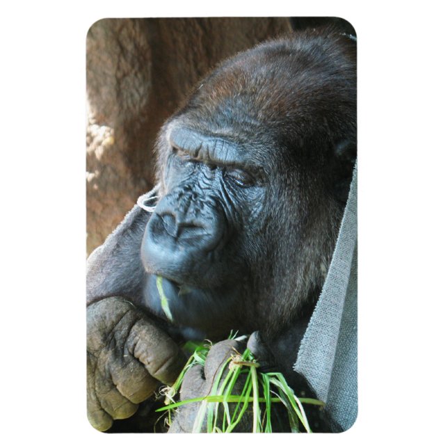 Ape huva ~ Japansk Gorilla Eating Magnet (Vertikal)