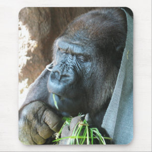 Ape huva ~ Japansk Gorilla Eating Musmatta