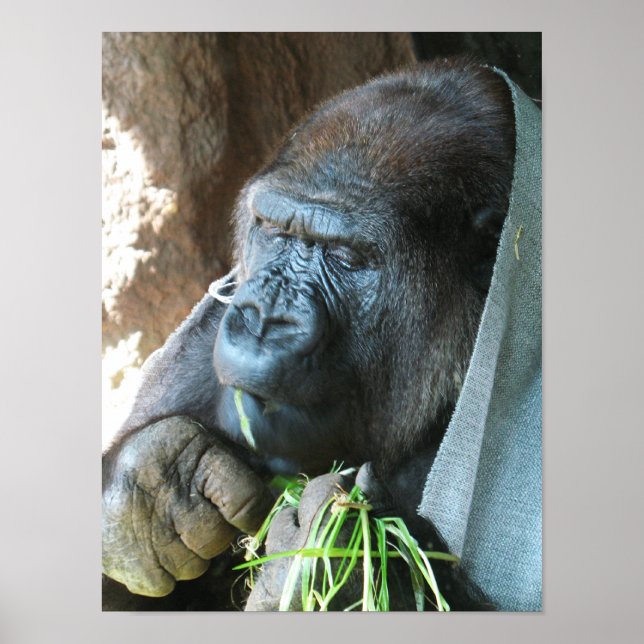 Ape huva ~ Japansk Gorilla Eating Poster (Framsidan)