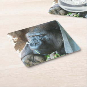 Ape huva ~ Japansk Gorilla Eating Underlägg Papper Kvadrat
