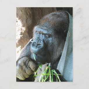 Ape huva ~ Japansk Gorilla Eating Vykort