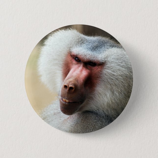 Ape säger howdy knapp (Framsida)