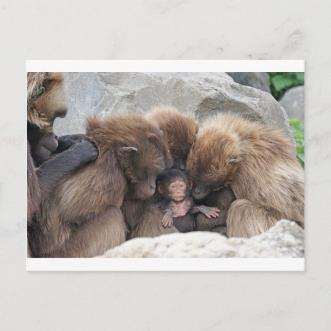 Ape Vykort (Framsida)