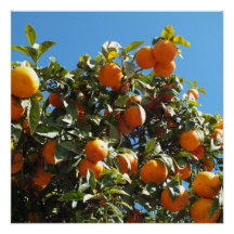 apelsin, citrus, frukt, färsk, skiva, mat, mogen,