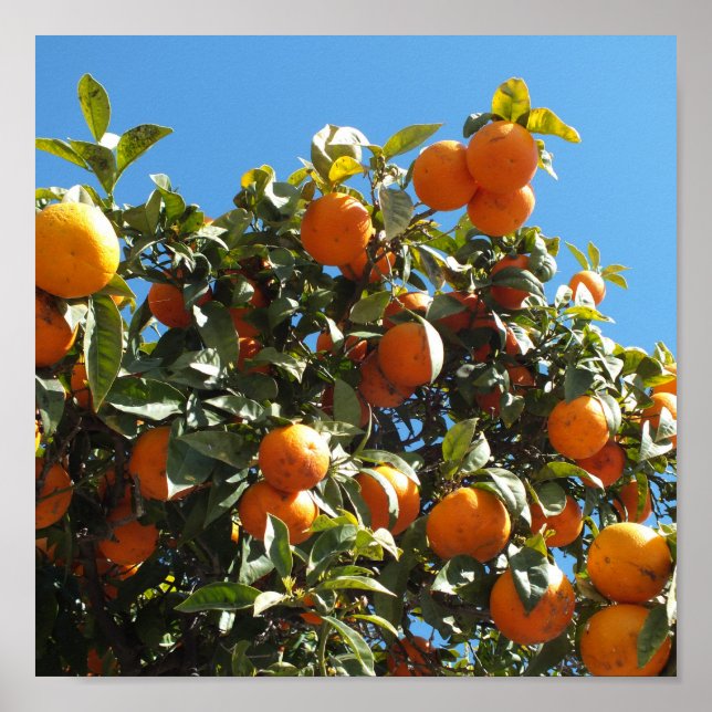 apelsin, citrus, frukt, färsk, skiva, mat, mogen, poster (Framsidan)
