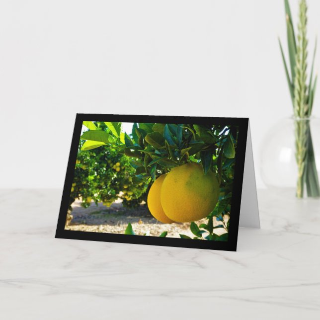 Apelsiner i Valencia Orange Grove Kort (Framsida)