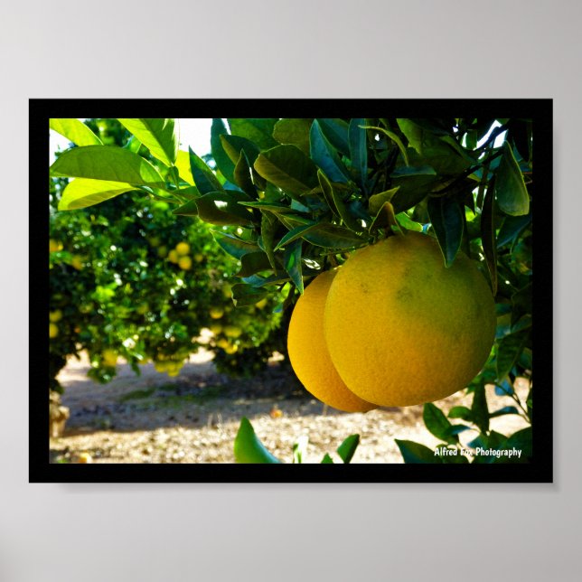 Apelsiner i Valencia Orange Grove Poster (Framsidan)