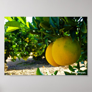 Apelsiner i Valencia Orange Grove Poster