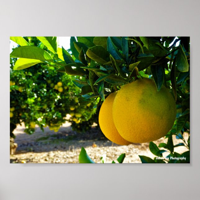 Apelsiner i Valencia Orange Grove Poster (Framsidan)