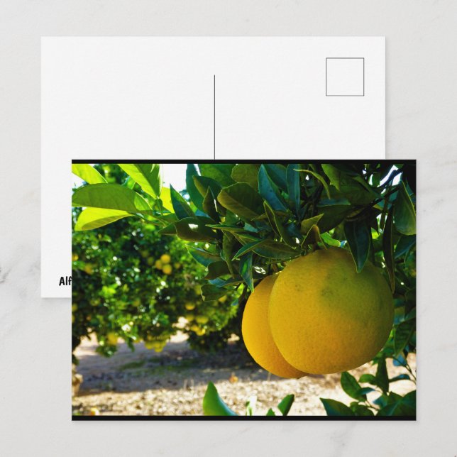 Apelsiner i Valencia Orange Grove Vykort (Fram/baksida)
