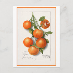 Apelsiner Vintage botanisk illustration Vykort