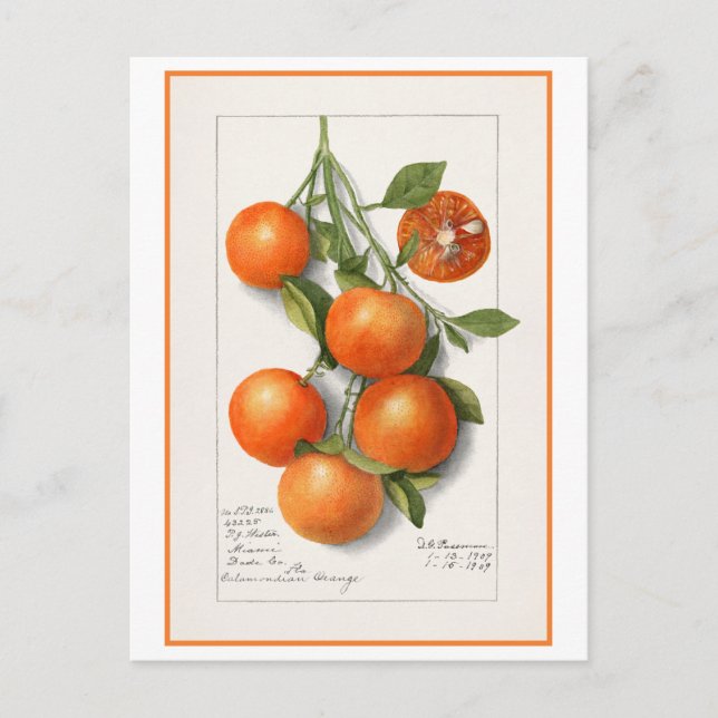 Apelsiner Vintage botanisk illustration Vykort (Framsida)