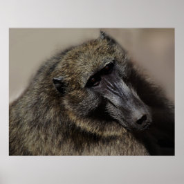 Apes kärlek för alltid poster