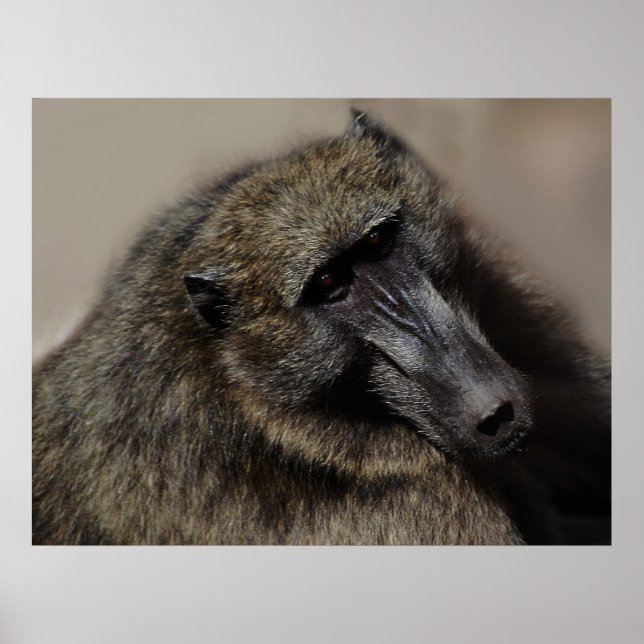 Apes kärlek för alltid poster (Framsidan)