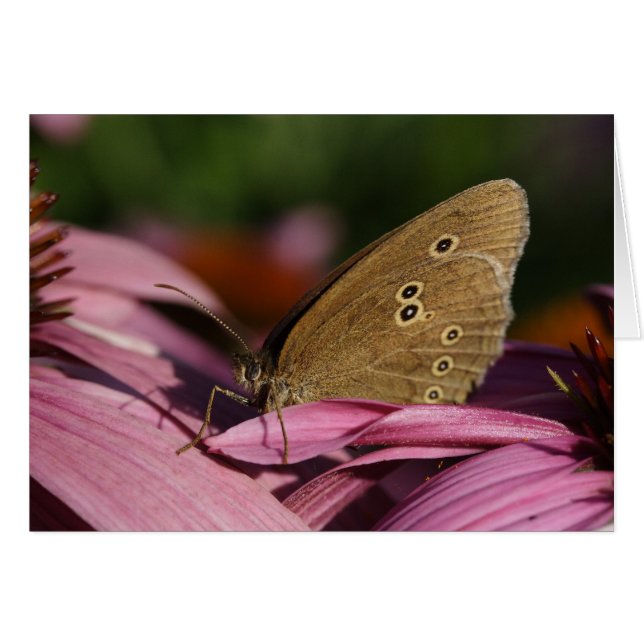 Aphantopus hyperantus hälsningskort (Framsidan Horizontal)