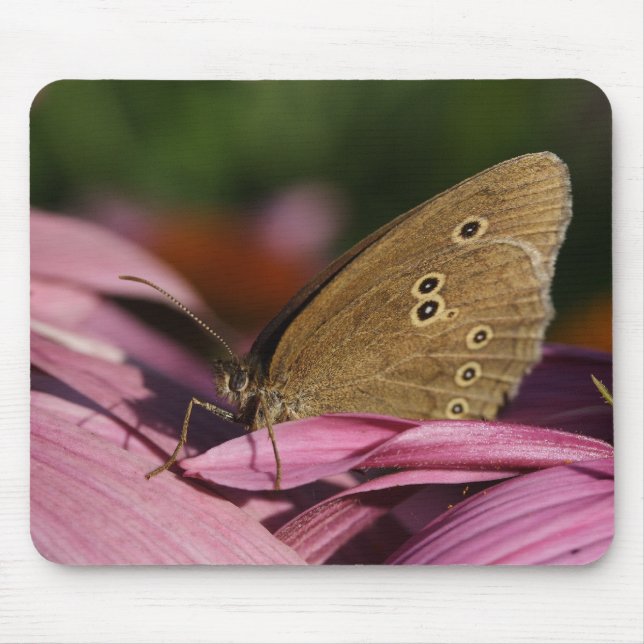 Aphantopus hyperantus musmatta (Framsidan)