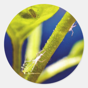 Aphids Runt Klistermärke
