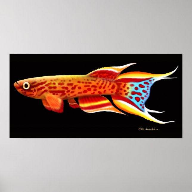Aphyosemion Australe Killifish Poster (Framsidan)