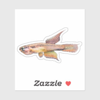 Aphyosemion bitaeniatum Ijebu Ode Killifish Klistermärken