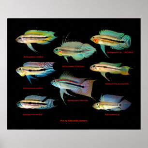 Apistogrammaの 仲 間 の ポ ス タ poster