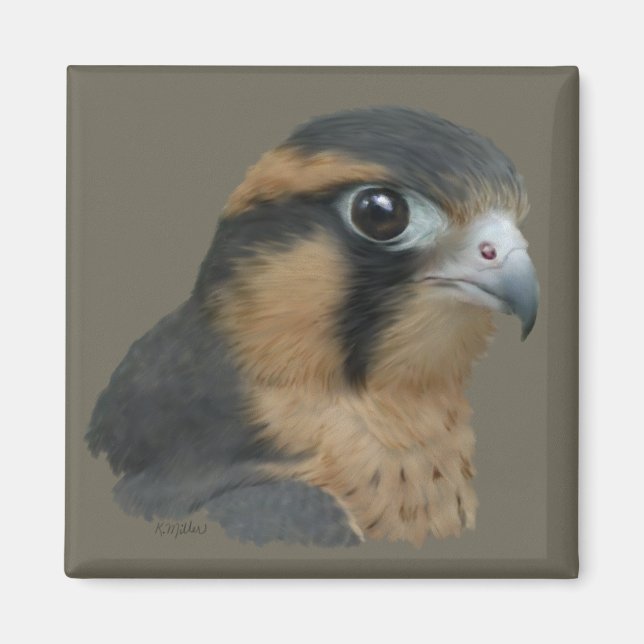 Aplomado Magnet (Framsidan)