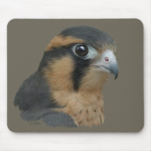 Aplomado Musmatta (Framsidan)